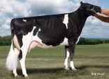 Maple-Downs-I Goldwyn Ava VG 88
