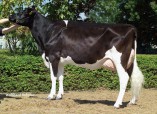 Derbovens Lee Ready EX 90