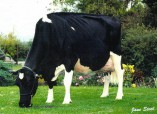 Derbovens Blackstar Glora EX 92 (aus der gleichen Familie)