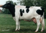 Starbuck Gloriette EX 92
