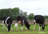 Talent Lawina VG, Talent Lubiza EX, Goldwyn Layla VG