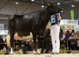 Derbovens Goldwyn Reggy/ Agra Leipzig 2013
